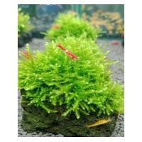 ราคา คริสมาสมอสเกาะหิน มอสน้ำต้นไม้น้ำพุร้อมส่ง (24418080950)