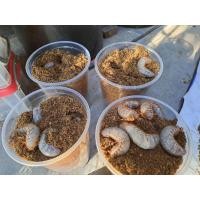 ราคา ด้วงกว่างชนแมลงกว่างแซมสัตว์ เลี้ยงขนาดเล็ก (22815510273)