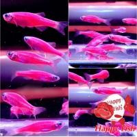 ราคา อาหารสำหรับปลา ปลาม้าลายเรืองแสง เลือกสีได้ เซ็ท10แถม2 มีประกันสินค้า อาหารเสริมสร้างสุขภาพปลา (24508162973)