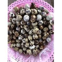 ราคา ไข่เชื้อนกกระทาญี่ปุ่น ไข่ใบโต ราคาต่อ100ฟอง (25011532634)