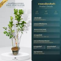 ราคา ต้นส้มโอทับทิมสยาม 60 200 cm เกรดพรีเมียม พันธุ์แท้ 100 ของแท้จากปากพนัง เนื้อแดง รสชาติดี ลูกใหญ่ (22761745083)