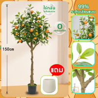 ราคา คุณภาพดีที่สุด ต้นส้มประดิษฐ์ 80 120 150 180CM ต้นไม้ปลอมใหญ่ ความจำลอง 99 99 ต้นไม้ปลอม ต้นไม้ประดิษฐ์ ต้นไม้เทียม ต้นไม้มงคล ก้านหนา ไม่ต้องบำรุงรักษา ต้นไม้มงคลสวยๆ ต้นไม้แต่งห้อง ต้นไม้มงคลปลอม ต 