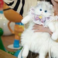 ราคา กระเป๋าเป้แมวตุ๊กตาจำลอง ตุ๊กตาน่ารัก ของขวัญวันเกิด ตุ๊กตาแมวเด็กผู้หญิง กระเป๋าเป้สไตล์เดียวกัน (24583445014)