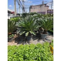 ราคา ต้นปรงญี่ปุ่นปรงญี่ปุ่น ปรงจีน หรือ สาคูปาล์ม โคนสวยจัดคัดฟอร์มสวยทุกต้นจัดส่งพร้อมกระถาง15นิ้วสูง1เมตร (11289696042)