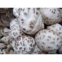 ราคา เห็ดหอมอบแห้งเห็ดหอมญี่ปุ่น เนื้อหน้าบ้านกรอบอร่อยแบบธรรมชาติน้ำหนัก 500 กรัม (21704351025)