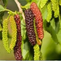 ราคา 1 ต้น ต้นมัลเบอร์รี่ หรือ ต้นหม่อน Mulberry ขนาดลำต้นสูง 50 60 ซม ปลูกต่ออีก 2 3 เดือนมีลูก สายพันธุ์ หิมาลายันแดง (24667738894)