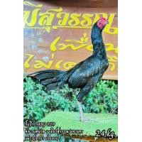 ราคา ไข่ไก่ชน สายเเสนกล ชุด3ไบ รับประกันเชื้อจัดส่งไว (23538138355)