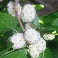 ราคา 1 ต้น ต้นมัลเบอร์รี่ ต้นหม่อน Mulberry ขนาดลำต้นสูง 50 60 ซม ปลูกต่ออีก 2 3 เดือนมีลูก สายพันธุ์ มัลเบอร์รี่ขาวอิตาลี (24667786337)