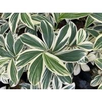 ราคา พร้อมส่ง โปรโมชั่น เอื้องหมายนาด่าง เลือกต้นได้ ส่งทั่วประเทศ พรรณ ไม้ น้ำ พรรณ ไม้ ทุก ชนิด พรรณ ไม้ น้ำ สวยงาม พรรณ ไม้ มงคล (18451055246)