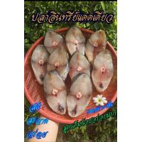 ราคา ปลาอินทรีย์แดดเดียว แบบหั่นชิ้น 2 4ชิ้น 500 600กรัม สดใหม่จากชาวประมง เค็มน้อยอร่อยมากสูตรพิเศษจากทางร้าน (25224751547)