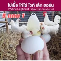 ราคา ไข่เชื้อสำหรับเข้าตู้ฟักไข่ ไก่ไข่พันธุ์ไวท์ เล็ก ฮอร์น White Leghorn ชุด 6 ฟอง 5 ฟอง แถม 1 (24988868948)
