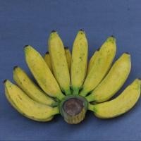 ราคา 1 ต้น หน่อกล้วย สายพันธุ์โบราณ หายากแล้ว ลำต้นหน่อ 30 ซม สายพันธุ์ นางพญา (23245342028)