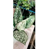 ราคา อะโกลนีมา ต้นมรดกโลก แก้วกาญจนา ต้นไม้มงคล ต้นไม้หายาก ต้นไม้ฟอกอากาศ ม้ประดับ ปลูกแล้วดี ต้นใหญ่สวยๆ ส่งพร้อมกระถาง 6 นิ้ว (20655261730)