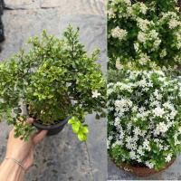 ราคา ต้นแก้วแคระพวงมณี ไม้ดอกหอม ดอกสีขาว กระถาง4 นิ้ว ปลูกในกระถางได้ (25228742661)