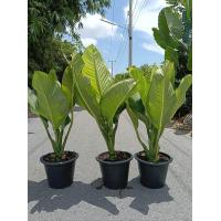 ราคา ต้นเศรษฐีวิลสัน ส่งพร้อมกระถาง12 นิ้ว เป็นต้นไม้แห่งโชคลาภ ไม้มงคล เศรษฐีวินสัน ต้นสวยใหญ่แข็งแรง (25051929189)