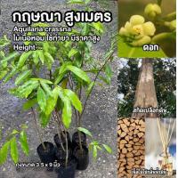 ราคา ต้นกฤษณา กฤษณา ไม้กฤษณา Eagle Wood Aquilaria crassna Pierre ex Lec eertnom (24692791472)