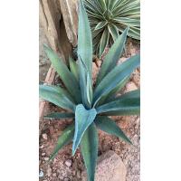 ราคา อากาเว่ อเมริกาน่า อากาเว่ไตรกีน่า อากาเว่สีฟ้า Agave Americana (21465115027)
