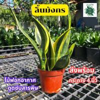 ราคา ต้นลิ้นมังกร ส่งพร้อมกระถางดำ ขนาด 4 นิ้ว ไม้ฟอกอากาศ ดูดซับสารพิษ ให้บรรยากาศสดชื่น (24974305589)