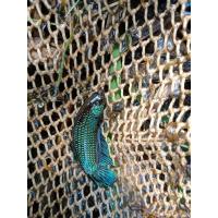 ราคา ปลากัดธรรมชาติ ปลากัดถูก ปลากัดลูกทุ่งช้อนแท้100 สีเขียว ตัวใหญ่ ส่งด่วน รับประกันสินค้า (23729585731)