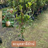 ราคา ต้นละมุด พันธุ์ ละมุดสาลี่ยักษ์ ทาบกิ่ง ให้ผลเร็ว 1ปี ละมุด ต้นสูง Sapodilla รับประกัน ส่งใหม่ฟรี หากสินค้าเเสียหาย (21408651786)