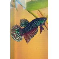 ราคา ปลากัดป่า4ภาค เลือกปลากัดมหาชัย ปลากัดแก้มแดง ปลากัดใต้ ปลากัดอีสาน (25428041486)