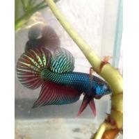 ราคา ปลากัดเขียว ปลากัดอีสาน เขียวเข้ม สายสวยงาม เน้นความสวย (10388478134)