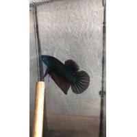 ราคา ปลากัดมหาชัย สีเขียว เป็นปลากัดลูกช้อนจากป่าของแท้ มีขาย ทั้งตัวผู้และเมีย สามารถเลือก ที่ต้องการได้ครับ ขนาดตัว เล็ก กลาง (23820341270)