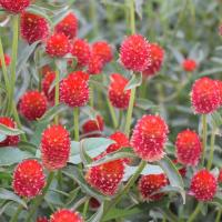 ราคา 5 แถม5 100 เมล็ด เมล็ดพันธุ์ ดอกบานไม่รู้โรย บานไม่รู้โรย Gomphrena Seed บานไม่รู้โรย สีม่วง สีแดง อัตรางอกสูง เก็บปลูกต่อได้ มีให้เลือก 2 สี ดอกดก สีแจ่ม (25322979746)