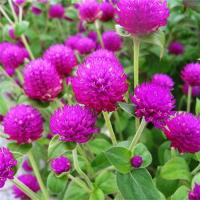 ราคา 5 แถม5 100 เมล็ด เมล็ดพันธุ์ ดอกบานไม่รู้โรย บานไม่รู้โรย Gomphrena Seed บานไม่รู้โรย สีม่วง สีแดง อัตรางอกสูง เก็บปลูกต่อได้ มีให้เลือก 2 สี ดอกดก สีแจ่ม (25322979747)