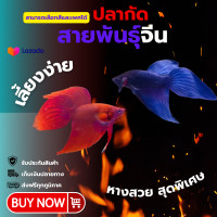 ราคา ปลากัดจีน VT สามารถเลือกได้ มีการรับประกันการจัดส่ง (25619122351)