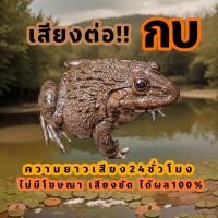 ราคา เสียงกบ เสียงต่อกบ เสียงกบนา ต่อเข้าเร็ว USBแฟลชไดร์ฟเสียงต่อกบ เสียงดี ชัด100 ไม่มีโฆษณาแทรก MP3 เสียงต่อสัตว์ (23442689289)