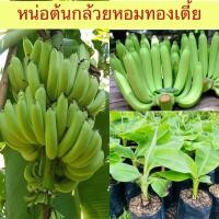 ราคา หน่อต้นกล้วยหอมทอง ต้นเตี้ย ลูกใหญ่ ต้นขนาด 40 50 cm ต้นสวยพร้อมส่ง (24636443821)