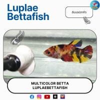 ราคา ปลากัดมัลติคัลเลอร์ หลากสี เพศเมีย มีปลายทาง ลับแลปลากัด (24946298008)