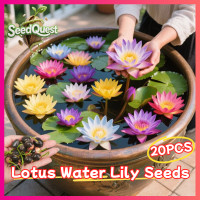 ราคา ของแท้ 100 เมล็ดพันธุ์บัวจิ๋ว เมล็ดดอกบัว บรรจุ 20 เมล็ด Lotus Water Lily Seeds Flower Seed บอนสี เมล็ดดอกไม้ เมล็ดบัวแคระ บอนไซ เมล็ดดอกบัวน้ำ บัวจิ๋วญี่ปุ่น บัวแคระญี่ปุ่น พันธุ์ดอกไม้ ดอกบัวแคระ พื