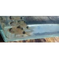 ราคา อาหาร ปลาแพะแพนด้า น่ารัก สวยงาม (24781307903)