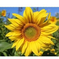 ราคา เมล็ดพันธุ์ทานตะวัน แมมมอธ 1000เมล็ด ปลูกโชว์สวยงาม ทนแล้ง ดอกใหญ่ โตเร็ (1569654144)