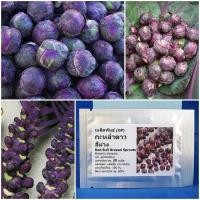 ราคา เมล็ดพันธุ์ กะหล่ำดาว สีม่วง Red Bull Brussel Sprouts Seed บรรจุ 20 เมล็ด คุณภาพดี เมล็ดผักสวนครัว บอนไซ ผักสวนครัว พันธุ์ผัก เมล็ดผัก ปลูกง่าย คุณภาพดี ราคาถูก ของแท้ 100 อัตรางอกสูง (24177010361)