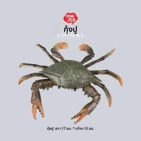 ราคา Model หอยเต่าทะเล ของเล่นเด็ก โมเดลจำลอง หอยเต่าแดง หอยเต่าสีน้ำเงิน โมเดลสัตว์น้ำ ของเล่นเด็ก โมเดลหอยเต่า โมเดลสัตว์น้ำ (12761318216)