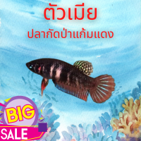 ราคา ปลากัดสวยป่า4ภาค เลือกปลากัดมหาชัย ปลากัดแก้มแดง ปลากัดใต้ ปลากัดอีสาน (25568205897)