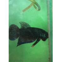 ราคา ปลากัดธรรมชาติ ปลากัดถูก ปลากัดลูกทุ่งช้อนแท้100 สีเขียว ตัวใหญ่ ส่งด่วน รับประกันสินค้า (23729585730)