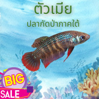 ราคา ปลากัดป่า4ภาค เลือกปลากัดมหาชัย ปลากัดแก้มแดง ปลากัดใต้ ปลากัดอีสาน (25428041483)