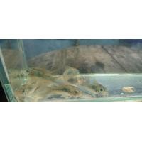 ราคา อาหาร ปลาแพะเขียว สวยงาม (24777484006)