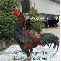 ราคา ไข่ไก่ชนพม่าม้าล่อรำวงเมืองเหนือ ดำคิวบา สายเลือดเจริญทอง (25056538522)
