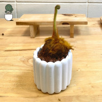 ราคา เฟิร์นลูกไก่ ว่านลูกไก่ทอง สุดฮิตตต เฟิร์นไก่ทอง ไม้มงคล ไม้ให้โชค Cibotium barometz J Smith ต้นไม้ตกแต่งบ้าน ไม้ในร่ม (25053141890)