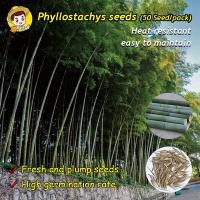 ราคา 50 เมล็ด แพ็ค โตไว ไผ่ซางหม่นแท้ ถูกที่สุด เมล็ดพันธุ์ไผ่ซางหม่น Moso Bamboo Phyllostachys Seeds มล็ดซางหม่น ไผ่ซางหม่น ซางหม่น ไผ่เดี่ยวสารสกัดจากไผ่ไผ่พืชเศรษฐกิจสายพันธุ์ไผ่ถ่านไม้ไผ่ ต้นไม้ฟอกอากา