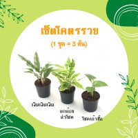 ราคา โปร 2 2 เซ็ตมหาเฮง 1 ชุด 3 ต้น ต้นกุมารทอง เศรษฐีรวยทรัพย์ ต้นเศรษฐีนำโชค ไม้มงคลเศรษฐี ต้นไม้มงคลสวยๆ ไม้มงคลโชคลาภ ไม้มงคลจิ๋ว (16370450540)