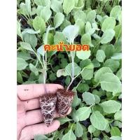 ราคา ต้นกล้าคะน้ายอด ต้นกล้าผักสวนครัว ต้นกล้าคะน้าเห็ดหอม ต้นกล้าคะน้าฮ่องกง ต้นกล้าผักพร้อมปลูก (24413039966)