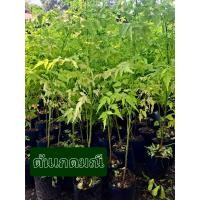 ราคา ต้นเกดมณี มีใบสีเหลืองทองอร่ามเวลาต้องแดด พุ่มสีทองเต็มต้น ดอกก็งาม สีม่วง มีกลิ่นหอม สวยงาม ต้นลักษณะ ทรงพุ่ม ทรง ฉัตร สวยงาม โดดเด่น (24111709483)