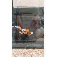 ราคา อาหารปลาหางนกยูง หูช้าง เรดเทล อายุ 1 5 เดือน พร้อมส่ง (25419585288)