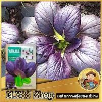 ราคา 5 แถม 1 เมล็ดพันธุ์กวางตุ้งไต้หวัน สีม่วง 800 เมล็ด เมล็ดพันธุ์กวางตุ้งฮ่องเต้ไต้หวัน เมล็ดพันธุ์กวางตุ้งเบบี้สีม่วง ปลูกง่ายอัตราการงอกสูงปลูกได้ตลอดปี (24798387796)